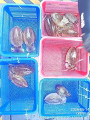 갑~♪ 6 .14 ( 일요일 ) [[ 무창포프로낚시 ]] <<<<<<< 빅 마 린 >>>>>> 갑오징어 조황보고...