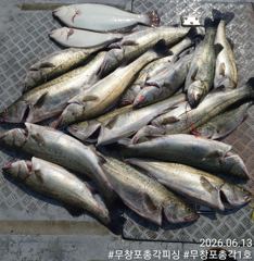 어제조황!! 13일 보령 무창포 농어 생미끼 외수질 < 총각1호 > 따오기 농어들!! 평일 자리 여유~!!