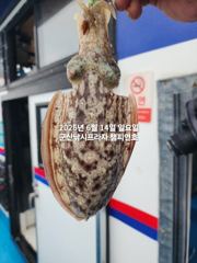 14일, 대포알  왕 갑오징어 ~실시간~~"야간갑오징어 오늘도 출조합니다"~군산 챔피언호