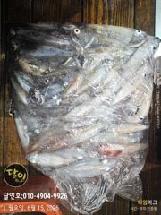 다대포 달인호 6월14일 한치조황