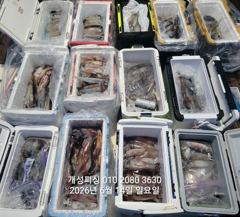 먼바다 대포급 한치 먹물 폭탄 대박 한치 쿨러조황 오늘 무조건 출항자리여유많음