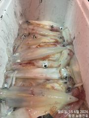 한치가 온바다에 깔렸습니다 장비챙기세요
