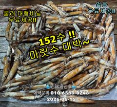 "화살촉오징어" 와~152수~ 느나느나~ (오늘,예약가능합니다)