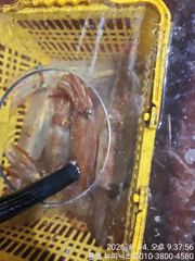 실시간 한치  청기백기  쉴새없이~~~~