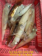 한치