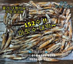 "화살촉오징어" 와~152수~ 느나느나~ (오늘,예약가능합니다)