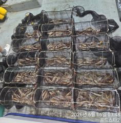 16일새벽 시장급화살촉오징어 먹폭 장원150수이상( 수,목,일~예약중