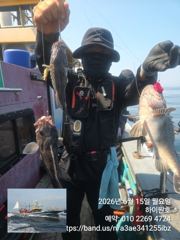 15일,먼침선 통통한 개우럭, 쌍걸이,쓰리걸이등 ~쿨러조황~내일도 갑니다~강추~군산 하이원호