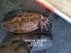 15일, 대포알 갑오징어 ~사이즈 좋아요~ 굿조황~"야간갑오징어 오늘도 출조합니다"~군산 포세이돈호