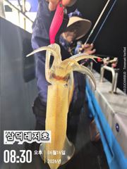 [한치]대포,중급으로 쿨러,망태기,조황(목요일,출항확정)