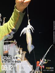 화살촉 오징어~ 담구면 물어주는 그곳으로~
