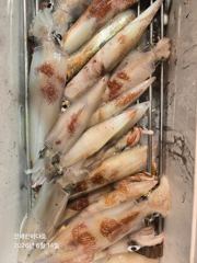 [진해한바다호] 묵직하게 쭉쭉~! 째고가는 한치 찐한 손맛 보러 내일도 달립니다^0^