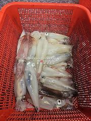 [통영대교피싱]간밤 실시간에 이어 대박조황! 7월 한치 쭈욱~예약가능 