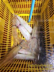 대포한치 소굴을 찾으러~! 금요일 일요일 예약가능
