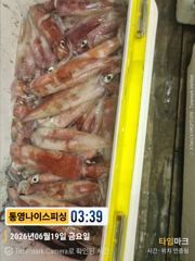통영나이스피싱  100수이상부터 2시반 골든벨 울렸읍니다 일요일부터자리여유