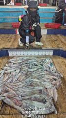 여수빅보스호 1호 19일 입항 한치 조황 소식 전힙니다.