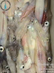 먼바다 한치 씨알 좋슴니다