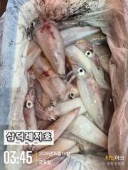 [한치]대포한치,기봉50수부터,장원100수(일요일,소수인원,출항확정)