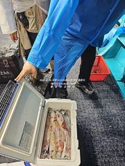 [통영대교피싱]빗속에 한치대박~7월에도 한치 쭈욱~