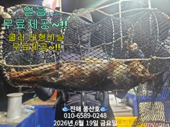 "화살촉오징어" 망탱가득~ 느나느나~ (예약가능합니다)