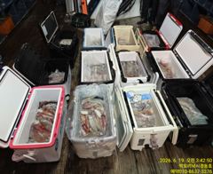 빅토리점 경동호 한치출조합니다. 일요일 자리여유담주목금예약가능