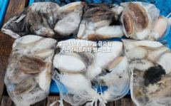 19일, 손맛 직이는 대포알 갑오징어~좋아요~6분 굿~"갑오징어 매일 출조합니다"~군산 챔피언호