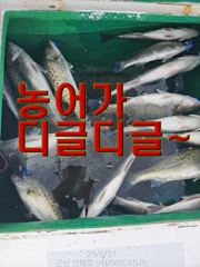 ♥실시간 농어 대박♥신나게 힛트♥농어·광어·우럭 생미끼♥군산 인해호♥