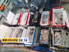 통영나이스피싱  !!!  왕한치 먹물파티 난타전 새벽 피딩 목요일부터