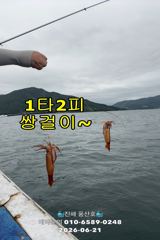 "화살촉오징어" 망탱가득~ 느나느나~ (오늘,예약가능합니다)