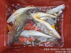 6월 22일 백조기 짬낚시 조황 ~~~
