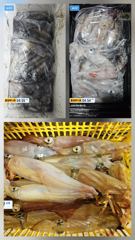 6월21일 한치조황!! 재미나게 놀다왔습니다~날씨좋은 목요일부터 출항합니다~