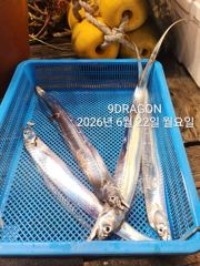 제주갈치는 제주답게~ 제주 구룡호(9DRAGON) 6월 21일 일요일  <<< 갈치 출조 >>>