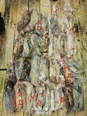 6월22일입항 대포한치 조항소식 입니다 