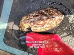 23일,신발짝 갑오징어~싸이즈 좋아요~실시간~오늘도 야간 갑오징어 갑니다~군산 포세이돈 호
