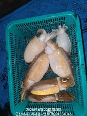 22일,밤에 낚이는 신발짝  갑오징어~싸이즈 좋아요~~오늘도 야간 갑오징어 갑니다~군산 챔피언호