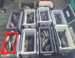 6월 24일 12분 우럭조황