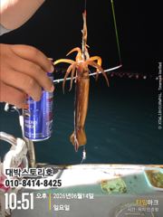 화살촉 오징어~ 담그면 올라옵니다. 그곳으로직행~