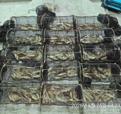 25일새벽 화살촉오징어 씨알급으로 퍽퍽퍽( 예약중