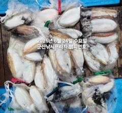 24일,빵빵한 타조알 갑오징어~싸이즈 좋아요~굿~오늘도 야간 갑오징어 갑니다~군산 챔피언호