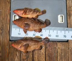 여수 백호호 하루에 대물이 55cm붉바리.53cm붉바리.49cm붉바리  와 민어 광어 농어