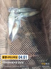통영나이스피싱!!!  초저녁부터  쌍걸이로 먹폭탄 오늘자리여유