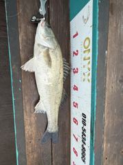 오늘의조황 - 6월 25일(목) 대농어 조황 - 평택항 배낚시 선상 낚시배 전문-오닉스호(신조선)
