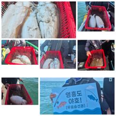 26.6.26(금) 왕갑오징어 출조했어요 사이즈들이 굿굿
