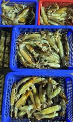 화살촉오징어 쿨러가득 퍽퍽 꽉꽉 찹니다 