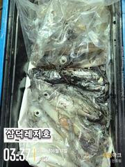 [한치]좋은날씨,대포한치,갑니다(일요일,출항확정,월요일,갈치,한치병행)