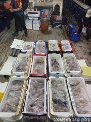 <여수 청홍낚시>며칠 쉬고 다녀온 여수 한치낚시 조황 소식 입니다.