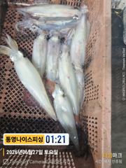 통영나이스피싱!!! 수심25  지켜