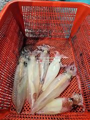 [통영대교피싱]생각보다 좀 잡았네요
