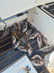 산타클로스호 농어 다잡아 섬투어