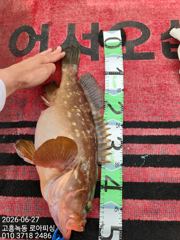 6월27일 녹동 로아피싱 붉바리 조황입니다
